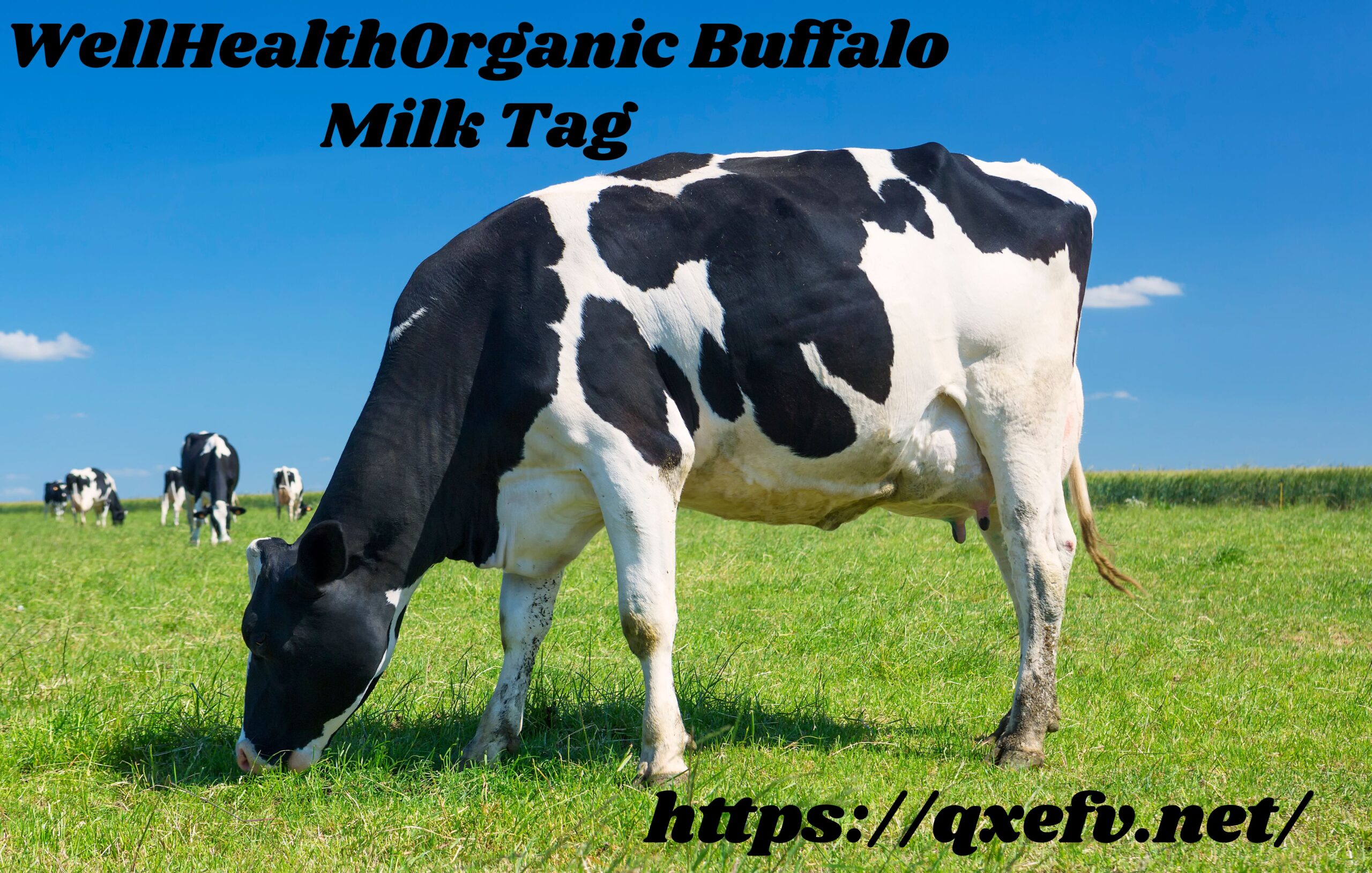 WellHealthOrganic Buffalo Milk Tag: Your Nutrient-Rich Dairy Upgrade